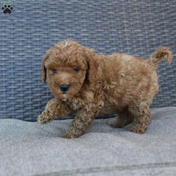 Chipper, Mini Goldendoodle Puppy