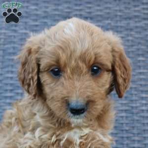 Prince, Mini Goldendoodle Puppy