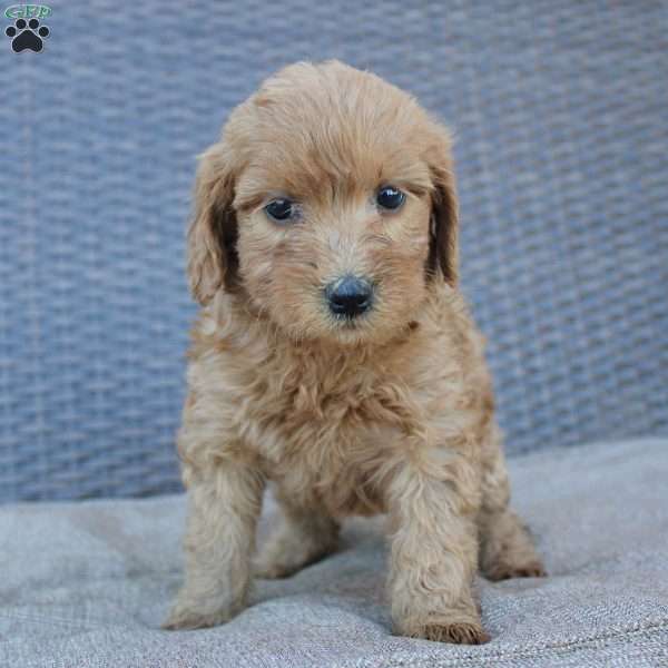 Rosie, Mini Goldendoodle Puppy