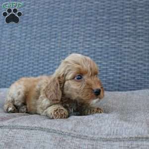 Coy, Mini Goldendoodle Puppy