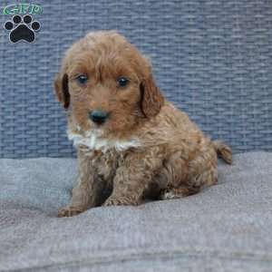 Reddy, Mini Goldendoodle Puppy