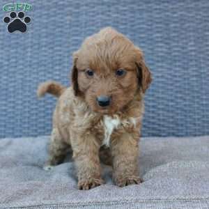 Rocky, Mini Goldendoodle Puppy