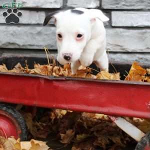 Lilly, Jack Russell Terrier Puppy