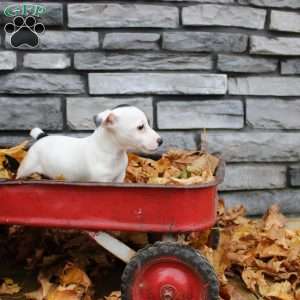 Buster, Jack Russell Terrier Puppy