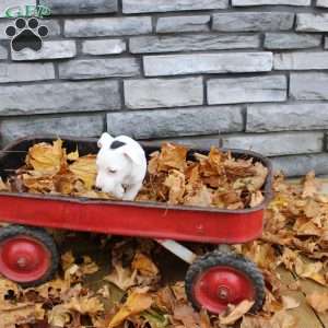 Georgie, Jack Russell Terrier Puppy