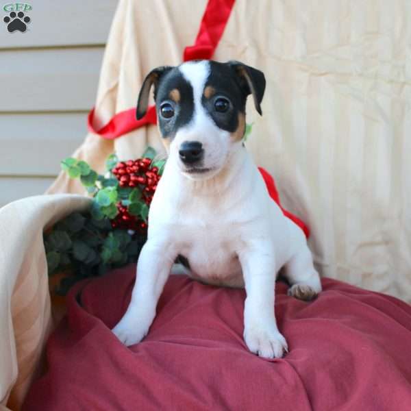 Evan, Jack Russell Terrier Puppy