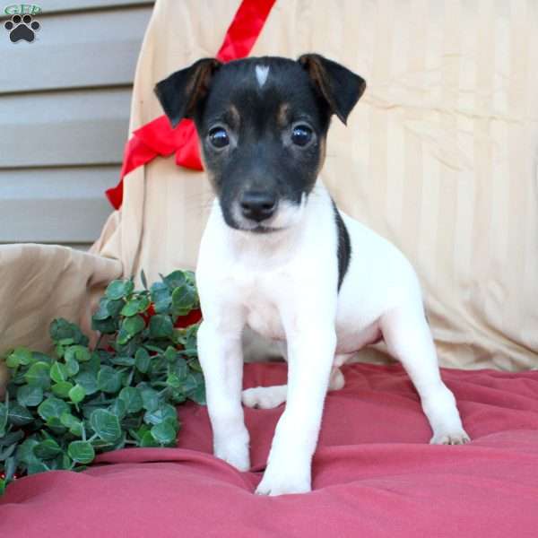 Everett, Jack Russell Terrier Puppy