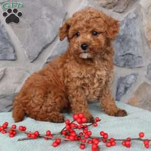 Junior, Toy Poodle Puppy