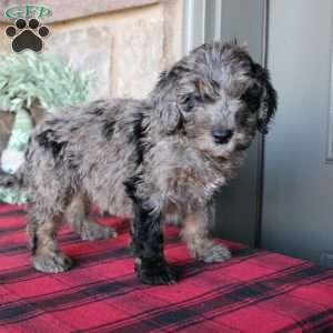 Kenny, Mini Labradoodle Puppy