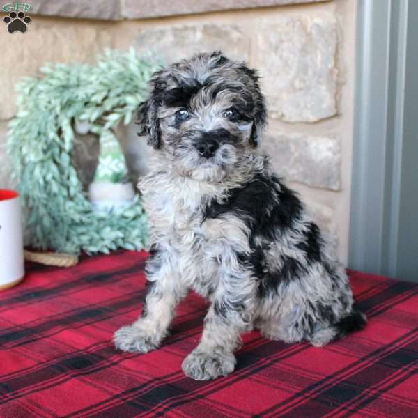 Kale, Mini Labradoodle Puppy