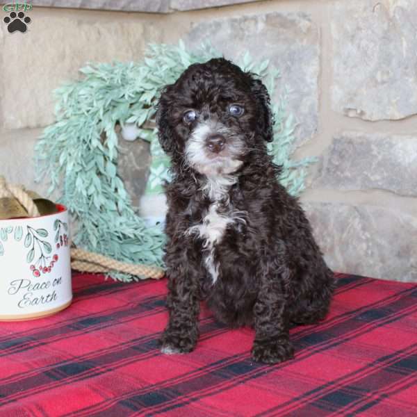 Kat, Mini Labradoodle Puppy