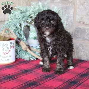 Kendra, Mini Labradoodle Puppy