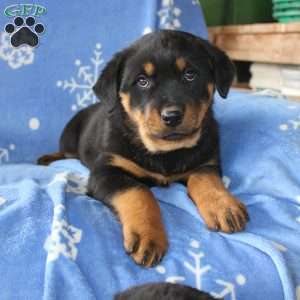 Daisy, Rottweiler Puppy