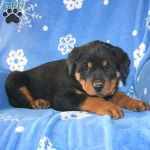 David, Rottweiler Puppy