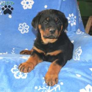 Dora, Rottweiler Puppy