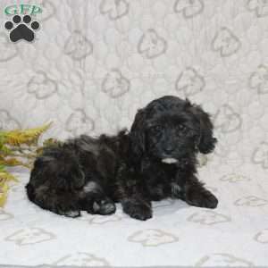 Charlie, Cavapoo Puppy