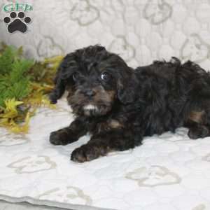 Calvin, Cavapoo Puppy