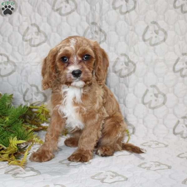 Cody, Cavapoo Puppy