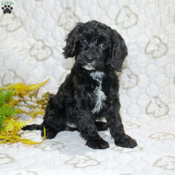 Colton, Cavapoo Puppy