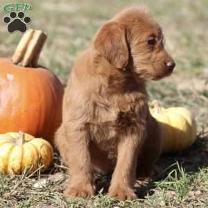 Faith, Mini Labradoodle Puppy