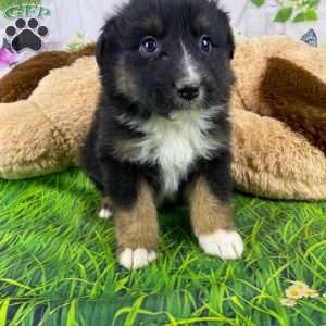 Jasper, Australian Shepherd Puppy