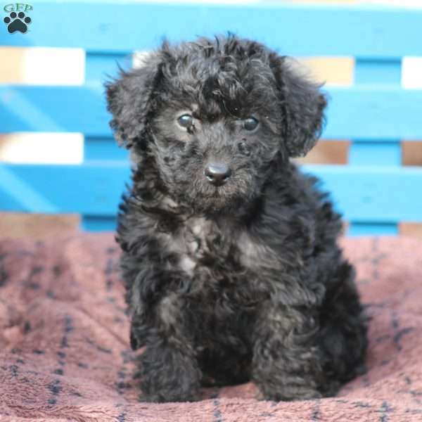 Mac, Miniature Poodle Mix Puppy