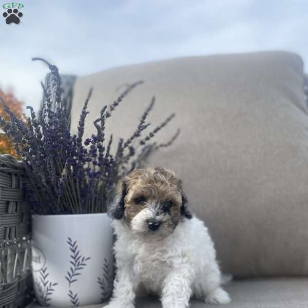 Rusty, Maltipoo Puppy