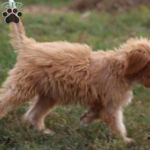 Jill, Goldendoodle Puppy