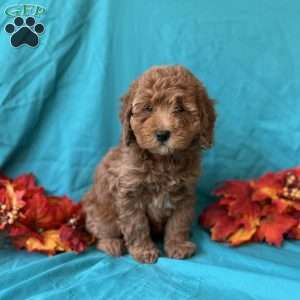 Shadow, Mini Goldendoodle Puppy