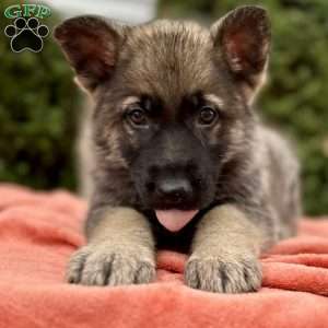 Smoke, German Shepherd Puppy