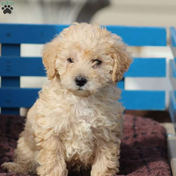 Mason, Miniature Poodle Mix Puppy