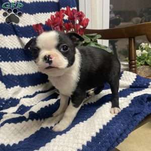 Tiny Tim, Boston Terrier Puppy