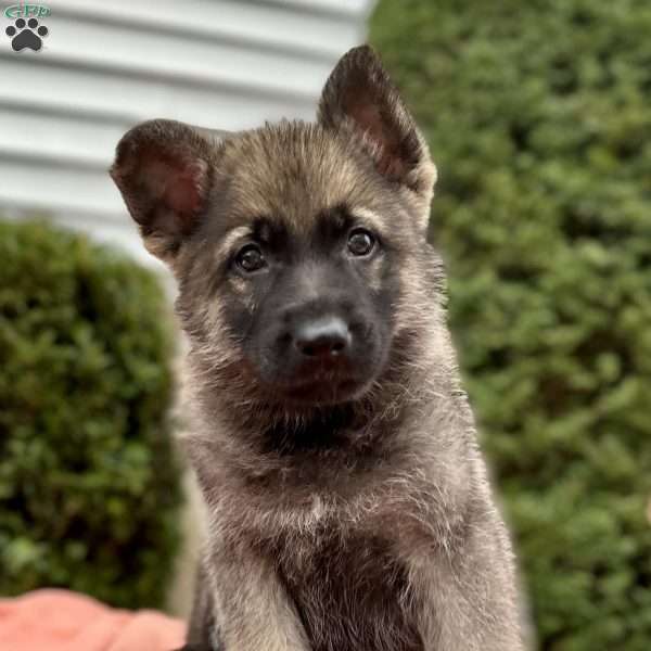 Smoke, German Shepherd Puppy