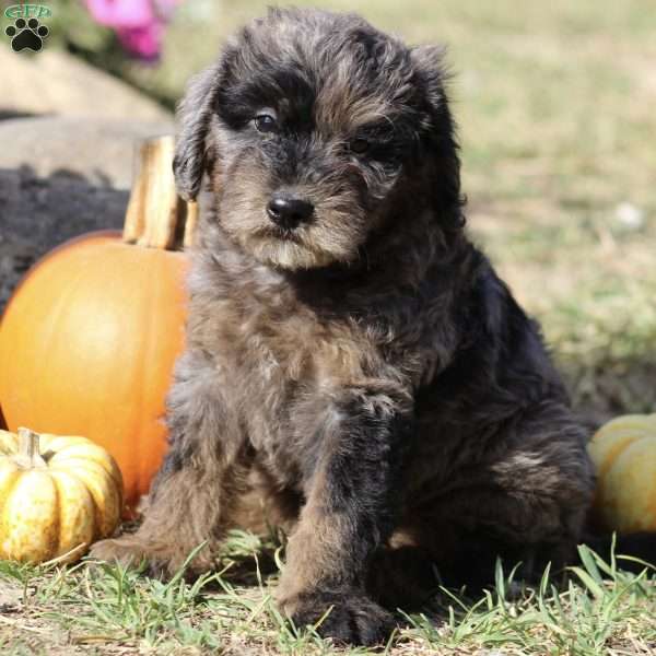 Freckles, Mini Labradoodle Puppy