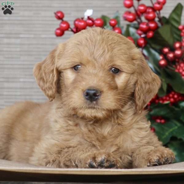 Prince, Goldendoodle Puppy