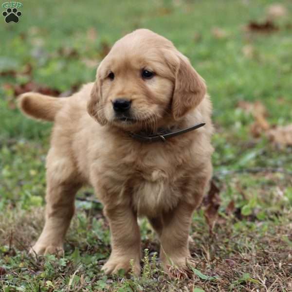 Legend, Golden Retriever Puppy