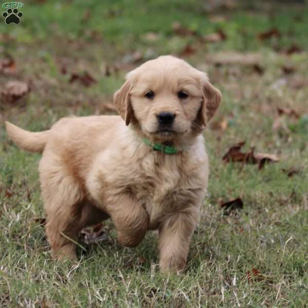 Liam, Golden Retriever Puppy