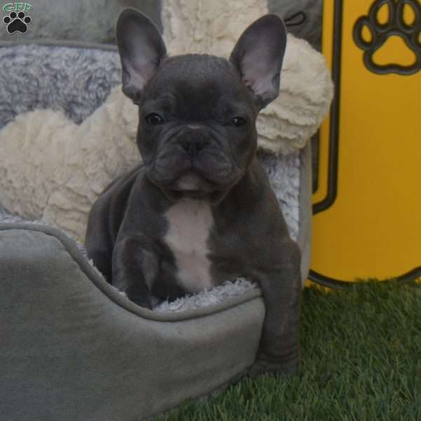 Ricky, French Bulldog Puppy