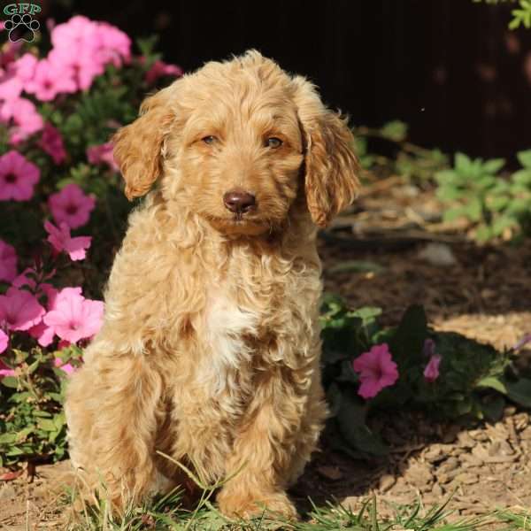 Hector, Goldendoodle Puppy