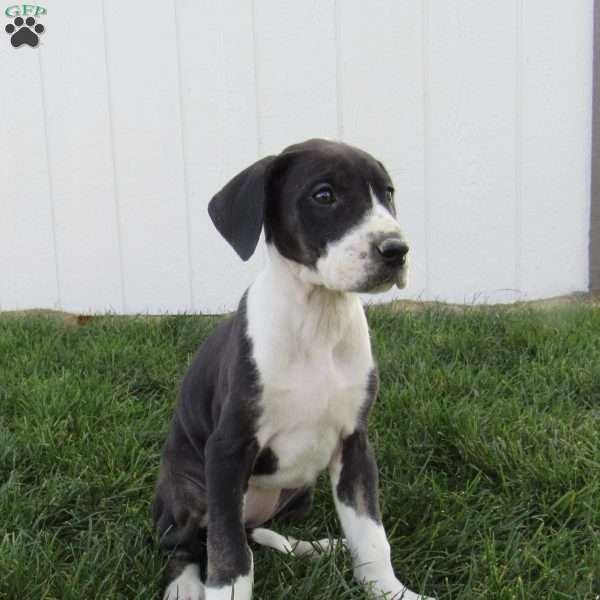 Sophia, Great Dane Puppy