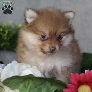 Liv, Pomeranian Puppy