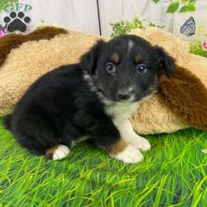 Ace, Australian Shepherd Puppy