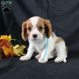 Happy, Cavalier King Charles Spaniel Puppy