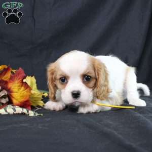 Honeydew, Cavalier King Charles Spaniel Puppy