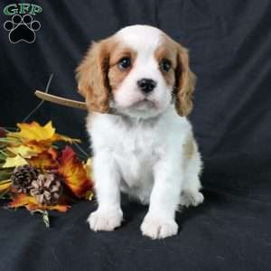 Henry, Cavalier King Charles Spaniel Puppy