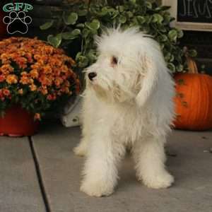 Kent, Miniature Poodle Puppy