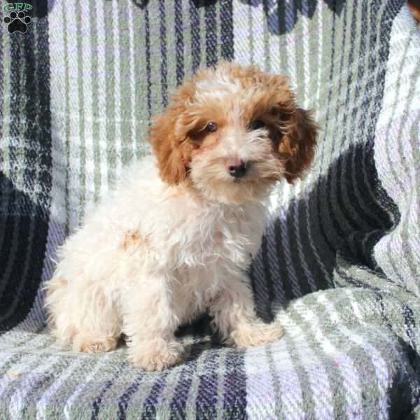 Shirley, Cavapoo Puppy