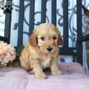 Matt, Mini Goldendoodle Puppy