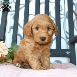 Micah, Mini Goldendoodle Puppy