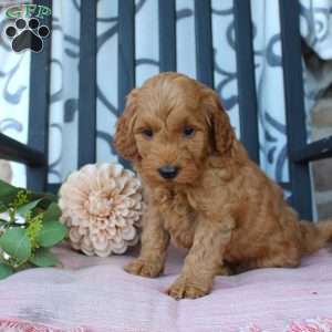 Mikey, Mini Goldendoodle Puppy